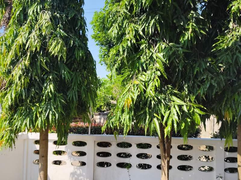 Modern 2-Bedroom House for Sale in PANALAI WIANG NUEA WIANG CHAI - Wiang Chai Pro2304