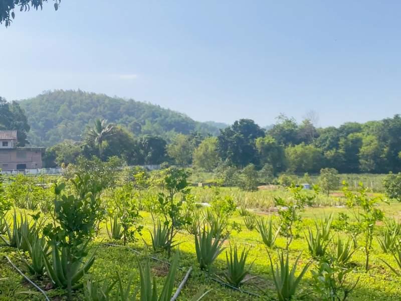 Huge Property 5 Rai 2 Ngan Land with 2-Bedroom House - Huge property 1 house