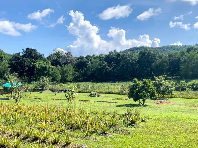 Huge Property 5 Rai 2 Ngan Land with 2-Bedroom House - Huge property 1 house