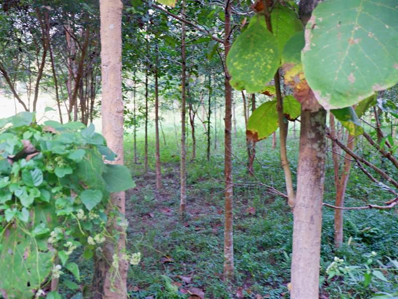 Land for Sale in Huai Sak, Chiang Rai - land for sale chiangrai