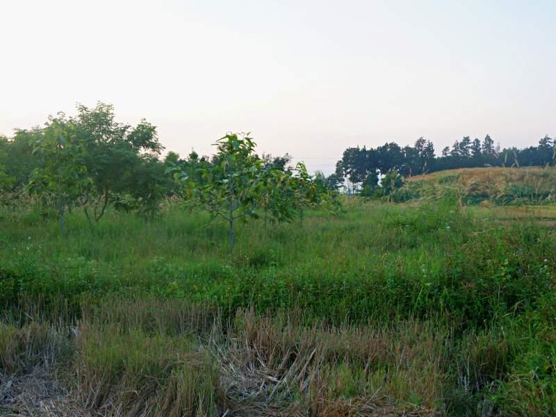 Land for Sale in Huai Sak, Chiang Rai - land for sale chiangrai