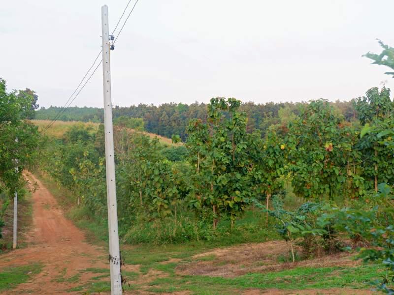 Land for Sale in Huai Sak, Chiang Rai - land for sale chiangrai