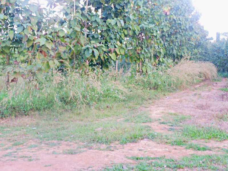 Land for Sale in Huai Sak, Chiang Rai - land for sale chiangrai