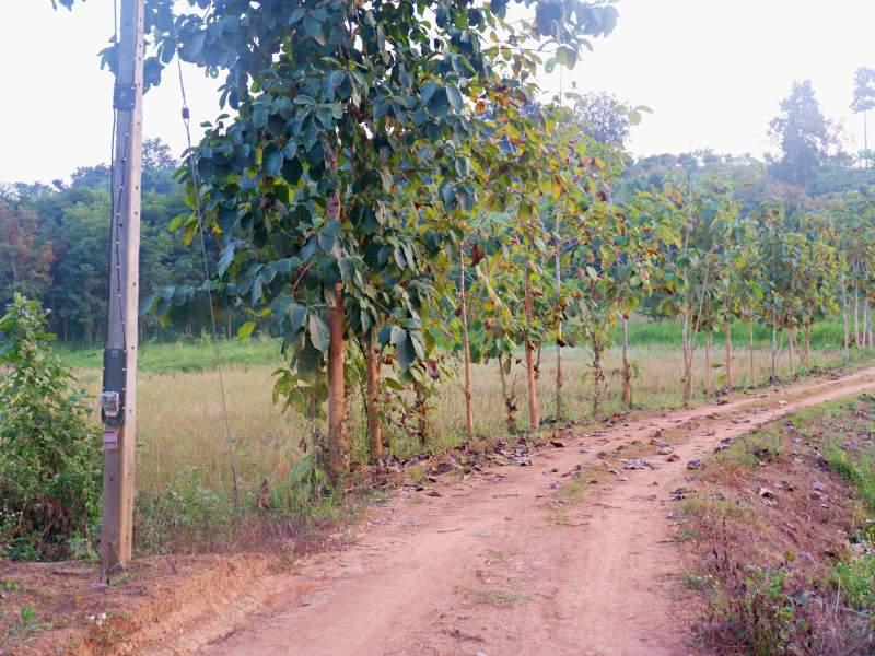 Land for Sale in Huai Sak, Chiang Rai - land for sale chiangrailand for sale chiangrai