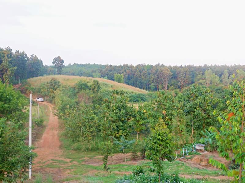 Land for Sale in Huai Sak, Chiang Rai - land for sale chiangrai