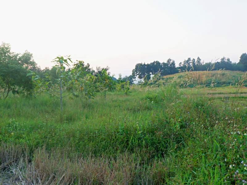 Land for Sale in Huai Sak, Chiang Rai - land for sale chiangrai