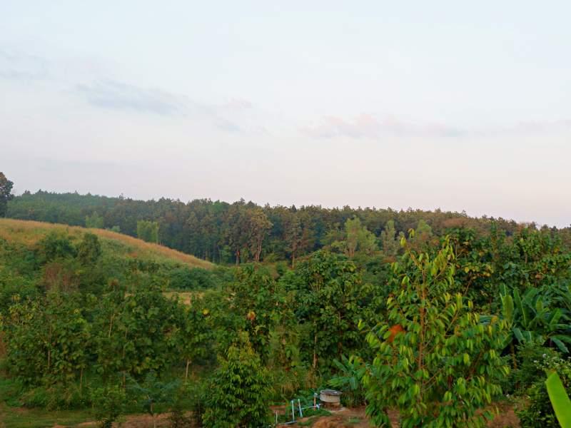 Land for Sale in Huai Sak, Chiang Rai - land for sale chiangrai