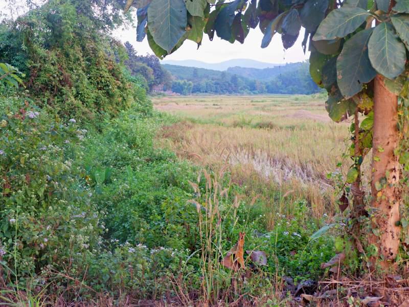 Land for Sale in Huai Sak, Chiang Rai - land for sale chiangrai