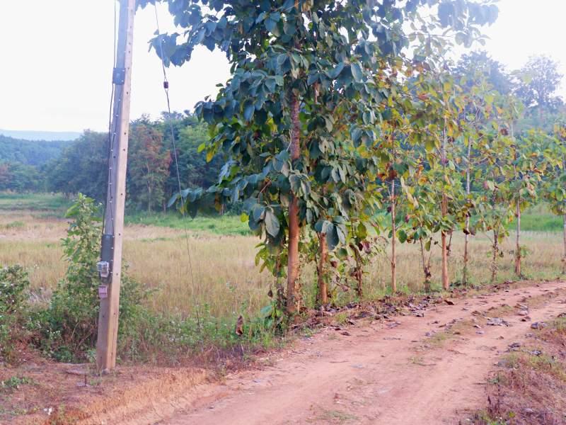 Land for Sale in Huai Sak, Chiang Rai - land for sale chiangrai