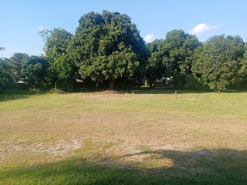 Land for Sale in San Sai, Mueang Chiang Rai - Image# 6