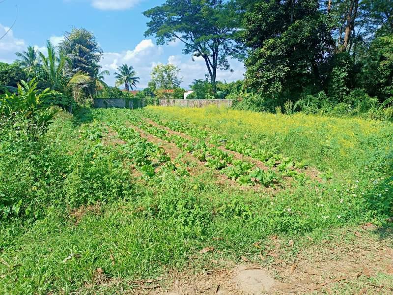 800 SqM Plot in Bua Sali, Mueang Chiang Rai - Image# 2