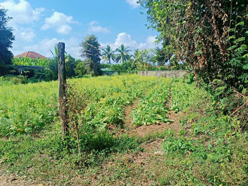 800 SqM Plot in Bua Sali, Mueang Chiang Rai - Image# 3