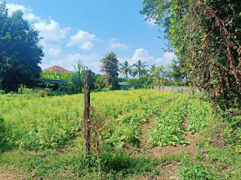 800 SqM Plot in Bua Sali, Mueang Chiang Rai - Image# 4