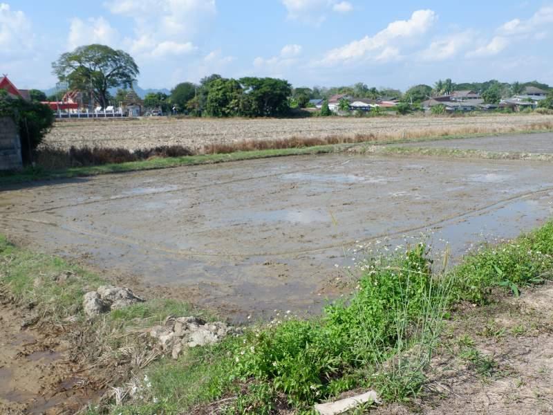 Prime 5 Rai Plot with River, few Minutes from White Temple! - SANSAI LAND FOR SALE