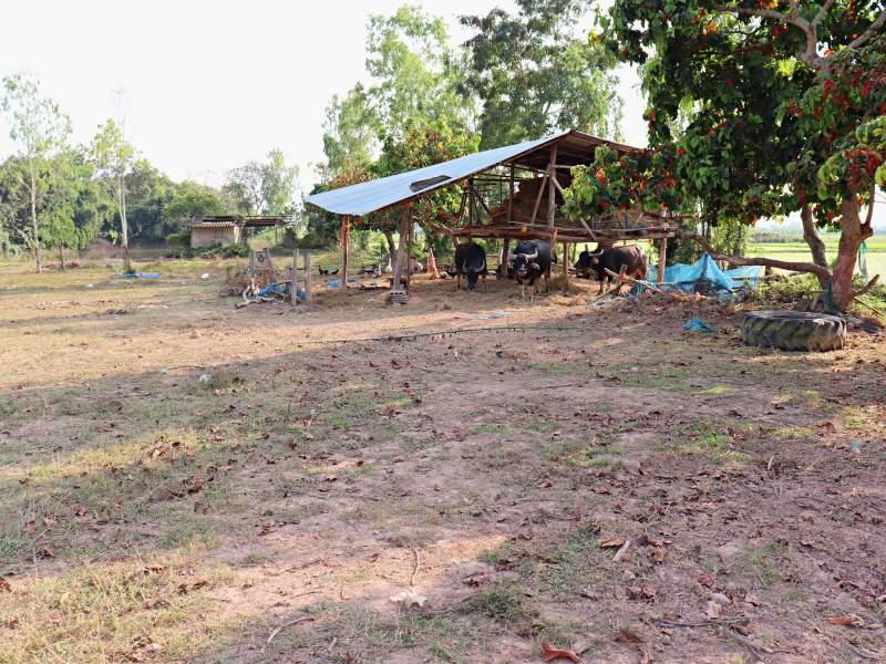1 Ngan Plot  in Wiang Chai - Great Value! - land in Wiang Chai