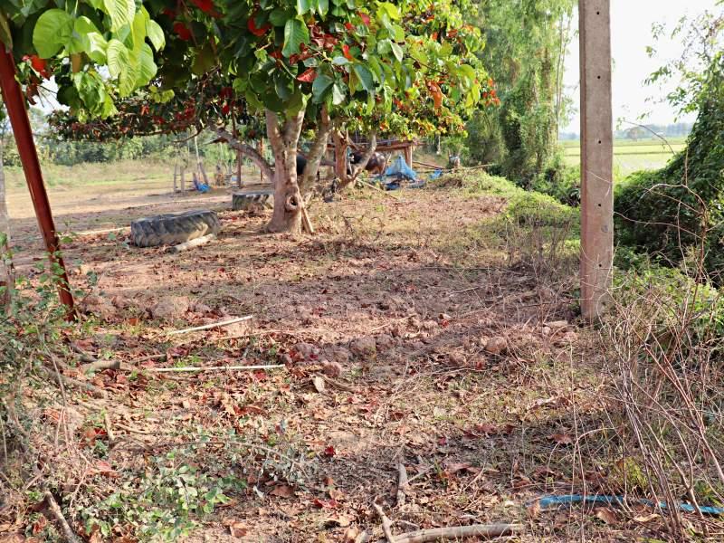 87 SqW Plot in Wiang Chai - Affordable Investment! - Wiang Chai land for sale