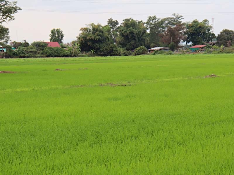 1 Rai Plot Near Wat Sri Wiang - Great Location! - LAND IN WIANG CHAI