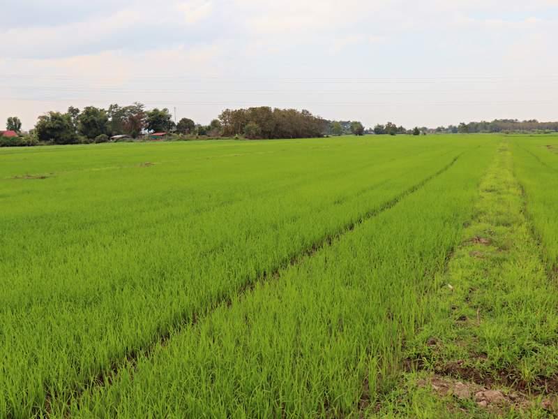 1 Rai Plot Near Wat Sri Wiang - Great Location! - LAND IN WIANG CHAI