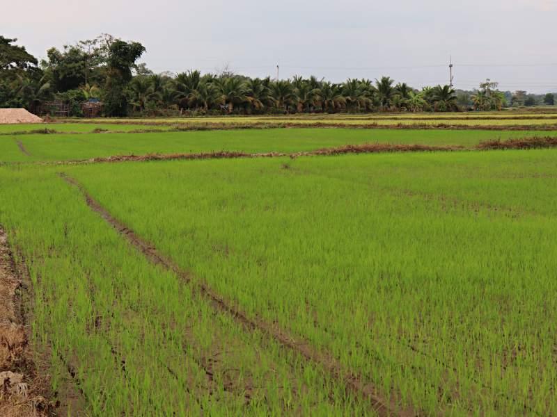 2 Rai Plot Near Wat Sri Wiang - Prime Location! - Plot Near Wat Sri Wiang 