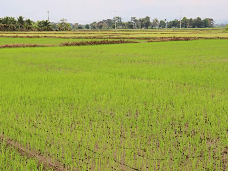 2 Rai Plot Near Wat Sri Wiang - Prime Location! - Plot Near Wat Sri Wiang 