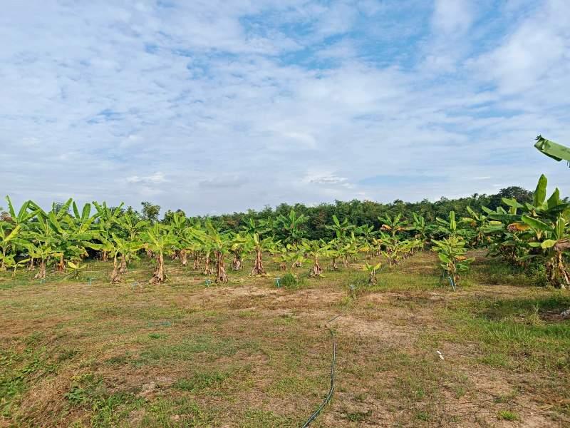 Spacious 5-Bedroom House for Sale in Mae Kon, Mueang Chiang Rai - House and land Mae Kon