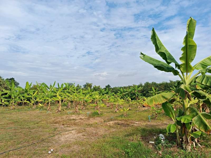 Spacious 5-Bedroom House for Sale in Mae Kon, Mueang Chiang Rai - House and land Mae Kon