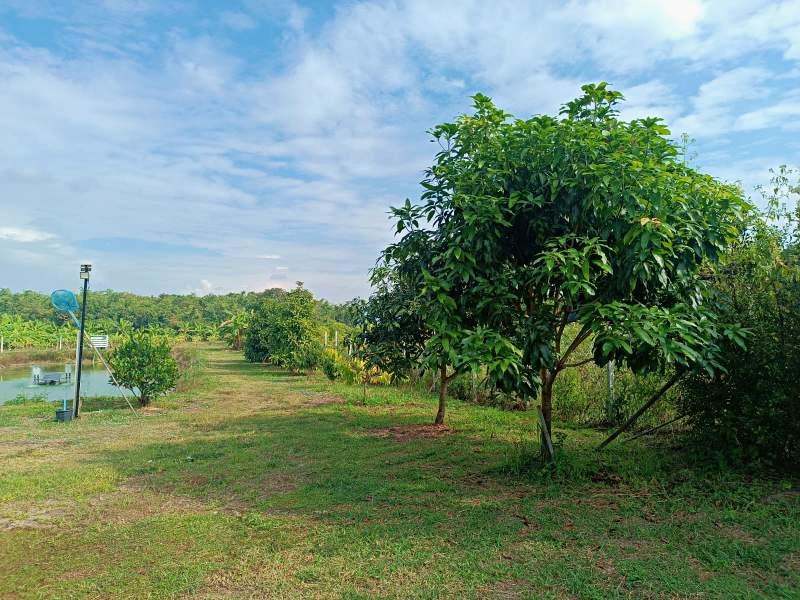 Spacious 5-Bedroom House for Sale in Mae Kon, Mueang Chiang Rai - House and land Mae Kon