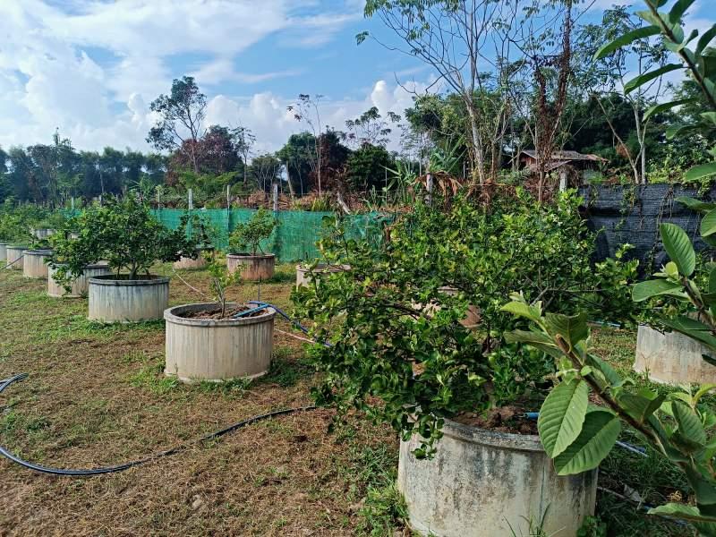 Spacious 5-Bedroom House for Sale in Mae Kon, Mueang Chiang Rai - House and land Mae Kon