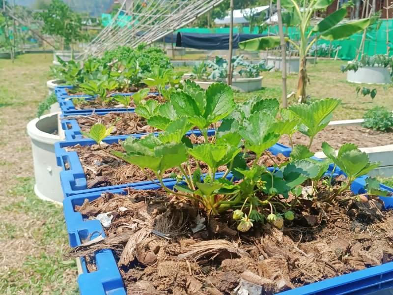 1,600 SqM Sustainable Farm for Sale in Mae Chan, Chiang Rai - Ideal for Ecological Farming - BUSINESS IN MAE CHAN