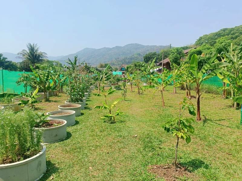 1,600 SqM Sustainable Farm for Sale in Mae Chan, Chiang Rai - Ideal for Ecological Farming - BUSINESS IN MAE CHAN