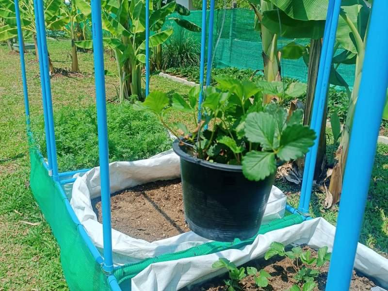 1,600 SqM Sustainable Farm for Sale in Mae Chan, Chiang Rai - Ideal for Ecological Farming - BUSINESS IN MAE CHAN