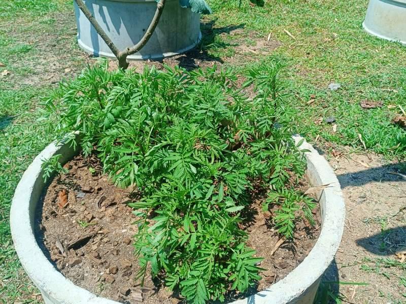 1,600 SqM Sustainable Farm for Sale in Mae Chan, Chiang Rai - Ideal for Ecological Farming - BUSINESS IN MAE CHAN